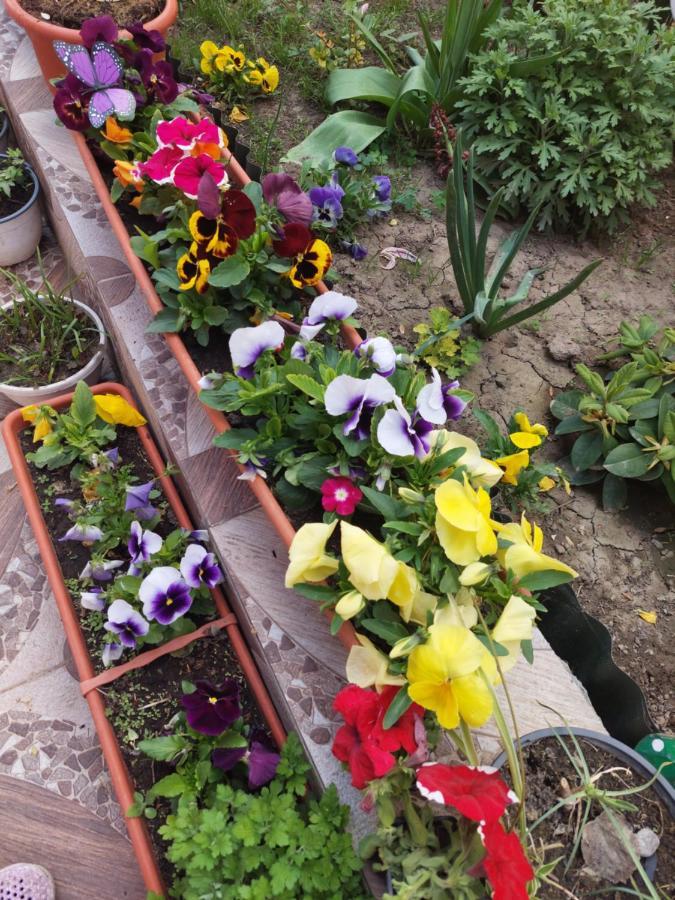 Pensiunea Happy Flowers Greci المظهر الخارجي الصورة