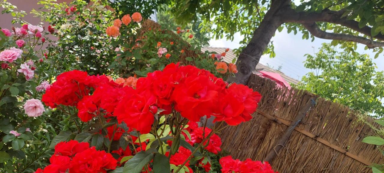 Pensiunea Happy Flowers Greci المظهر الخارجي الصورة