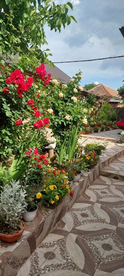 Pensiunea Happy Flowers Greci المظهر الخارجي الصورة