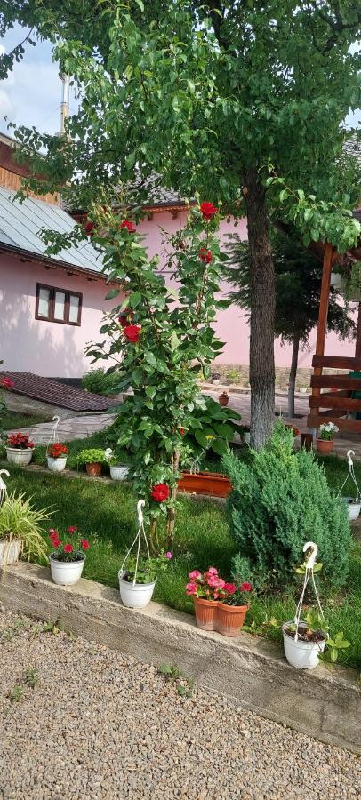 Pensiunea Happy Flowers Greci المظهر الخارجي الصورة